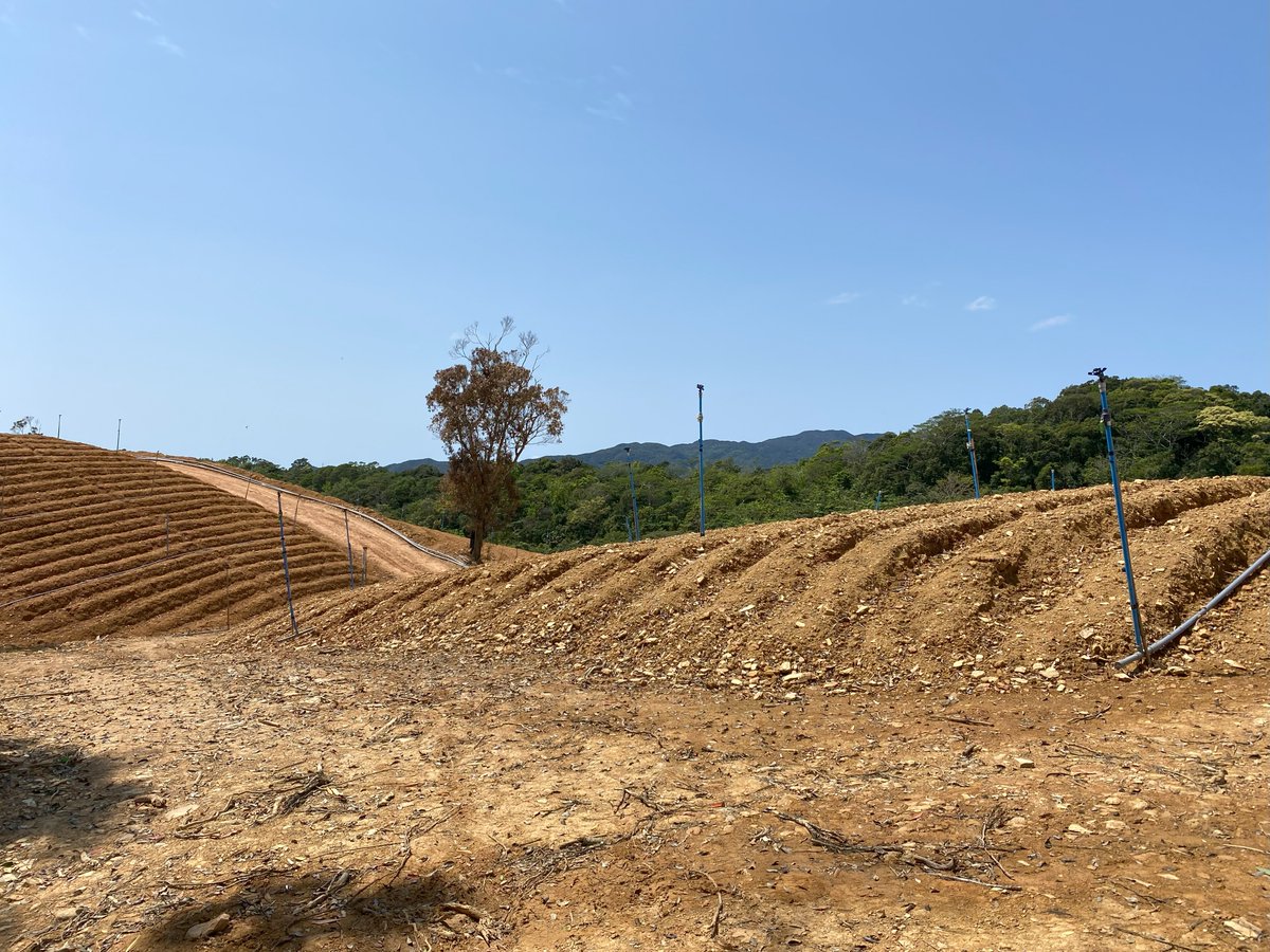 A Journey in Southeastern Taiwan Towards Conservation of Its Fagaceae Forests: 
Five IOS members were invited to participate in an International Conservation Symposium in Taiwan, Amy Byrne reports 
bit.ly/TaiwanTrip2023