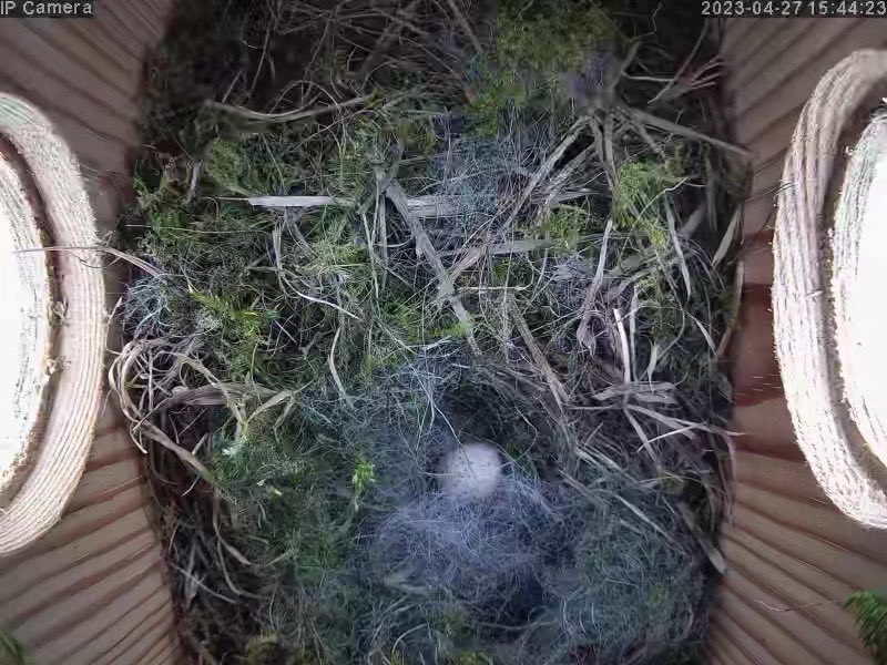 WildLifeSouthCo's tweet photo. Our first egg in the #bluetit #nest this year. #garden #birds #newforest #wildlife #spring https://t.co/X9wmEaYjHR