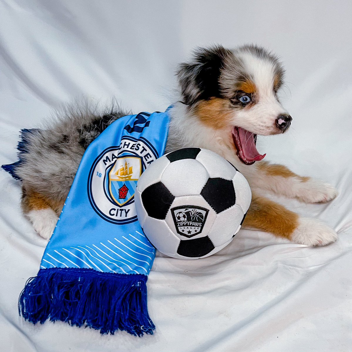 Aussie_Pawsie's tweet photo. When you realize you’re going to win the treble #ManCity #dogsoftwitter #PremierLeague #UCL #citydogs #FACup https://t.co/NwLqd3DLTe