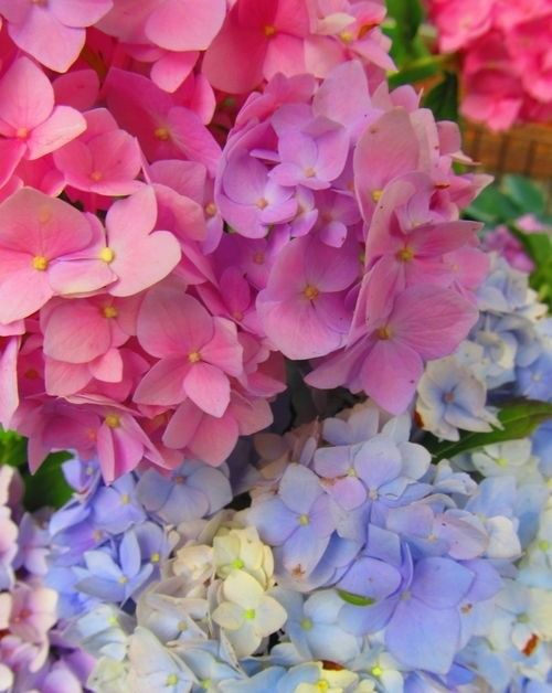 lavieestbelIe's tweet photo. Hydrangeas <3 https://t.co/YW5xpOH50n
