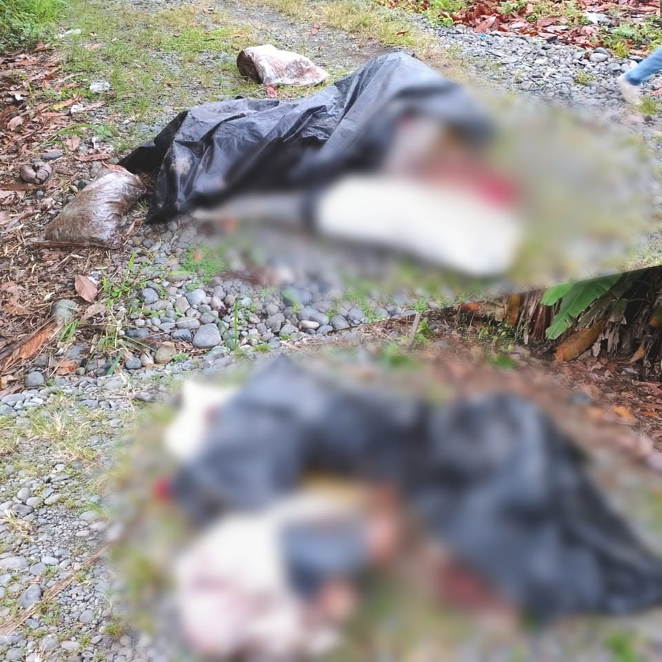 4 cadáveres descuartizados en sacos envueltos en plástico negro en #BuenaFe, Los Ríos. Vecinos especulan sobre ajustes de cuentas entre bandas. Habrían sido secuestradas y torturadas para extraer información. Policía investiga el caso y aún no han confirmado estos detalles.