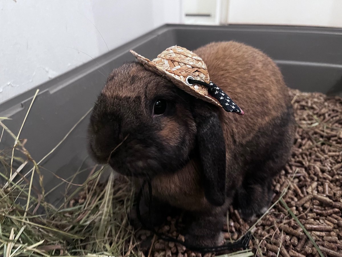 Voici ma lapine avec un p’tit chapeau. Voilà, bonne journée.