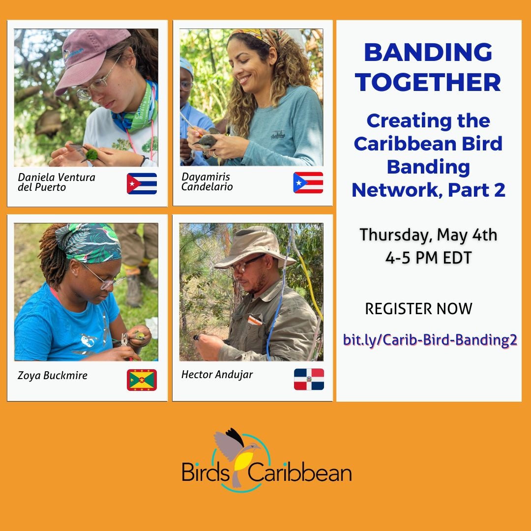 BirdsCaribbean's tweet photo. Register for our next CBB #webinar 👩🏽‍💻 today. CBB Network members weigh in on the ✨bird banding #training they received,✨how they have been able to apply these skills &amp; ✨what the future holds for #birdbanding in the #Caribbean. 
https://t.co/9nXyTXb4Yv

@Birdlifejamaica @TTFNC https://t.co/iS79XVKR0H