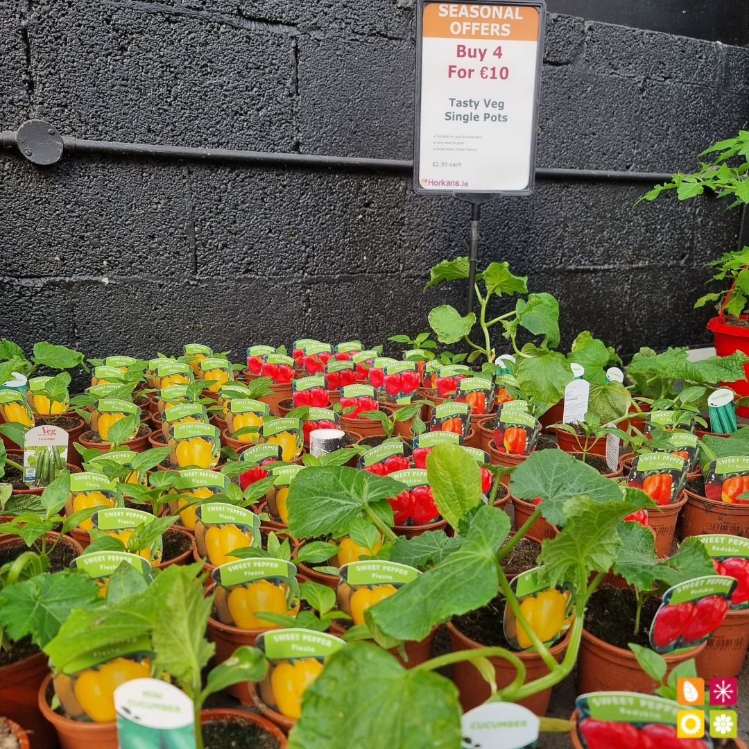 HorkansGarden's tweet image. Fresh, delicious, and affordable! 🍅🥦🍓
Our Multi Buy offer on fruit and vegetables is back and better than ever! 🌿🌽
Visit us at Horkans Garden Centre. 🍎🍇
Find a store near you pulse.ly/9oh3jqi068

#multibuy #freshproduce #healthyfood #horkansgardencentre