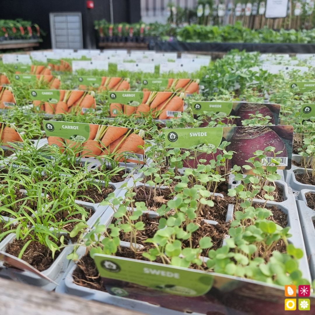 HorkansGarden's tweet image. Fresh, delicious, and affordable! 🍅🥦🍓
Our Multi Buy offer on fruit and vegetables is back and better than ever! 🌿🌽
Visit us at Horkans Garden Centre. 🍎🍇
Find a store near you pulse.ly/9oh3jqi068

#multibuy #freshproduce #healthyfood #horkansgardencentre