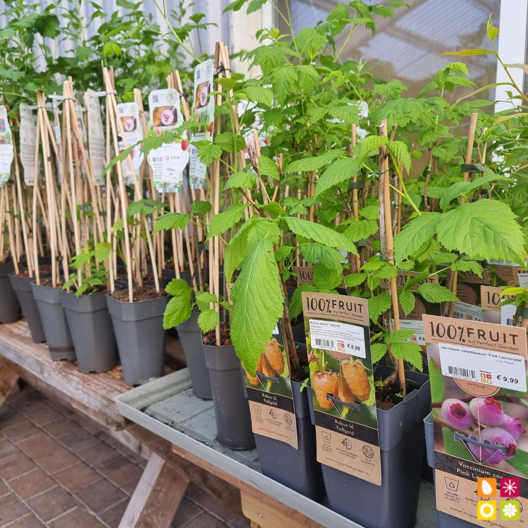 HorkansGarden's tweet image. Fresh, delicious, and affordable! 🍅🥦🍓
Our Multi Buy offer on fruit and vegetables is back and better than ever! 🌿🌽
Visit us at Horkans Garden Centre. 🍎🍇
Find a store near you pulse.ly/9oh3jqi068

#multibuy #freshproduce #healthyfood #horkansgardencentre