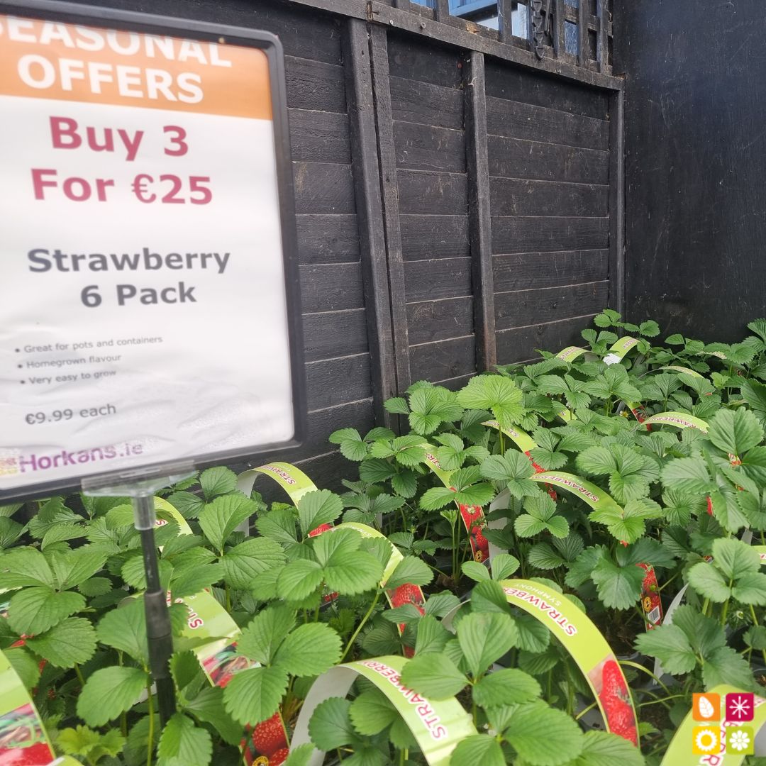 HorkansGarden's tweet image. Fresh, delicious, and affordable! 🍅🥦🍓
Our Multi Buy offer on fruit and vegetables is back and better than ever! 🌿🌽
Visit us at Horkans Garden Centre. 🍎🍇
Find a store near you pulse.ly/9oh3jqi068

#multibuy #freshproduce #healthyfood #horkansgardencentre