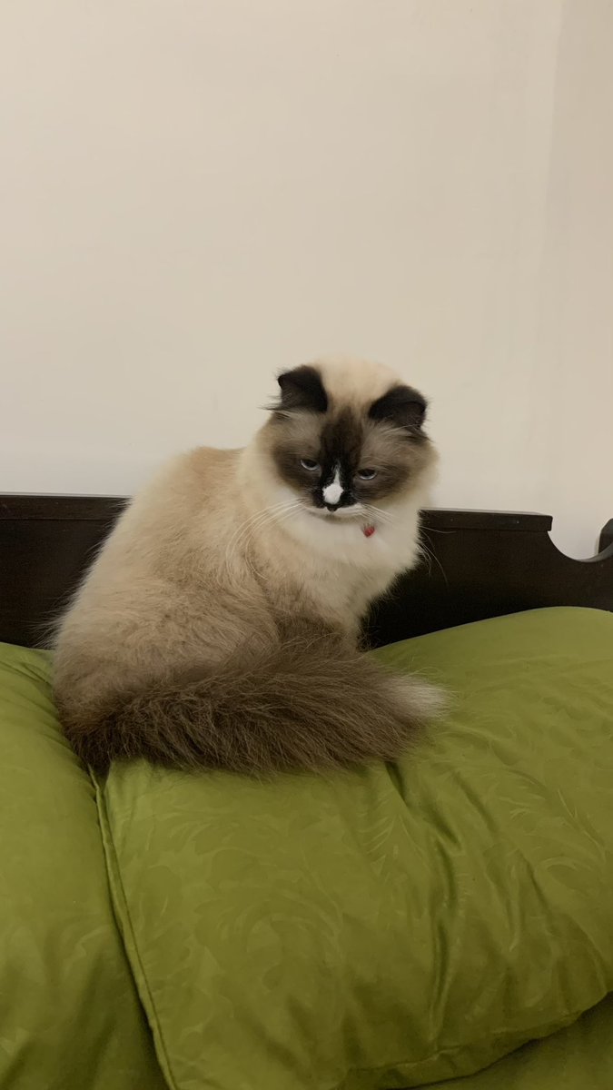 AnindhitaAyesha's tweet photo. Gais minta tolong info kucing hilang dong… Namanya Dallas, mix Himalayan-Ragdoll. Hilang sore ini (Kamis, 27 April 2023) di daerah Ngaglik, Kota Batu, Jawa Timur sekitar jam 4-6 sore. Kemungkinan anaknya keluar rumah dan diambil orang. Biasanya jarang keluar rumah. https://t.co/CgSPQA84UT