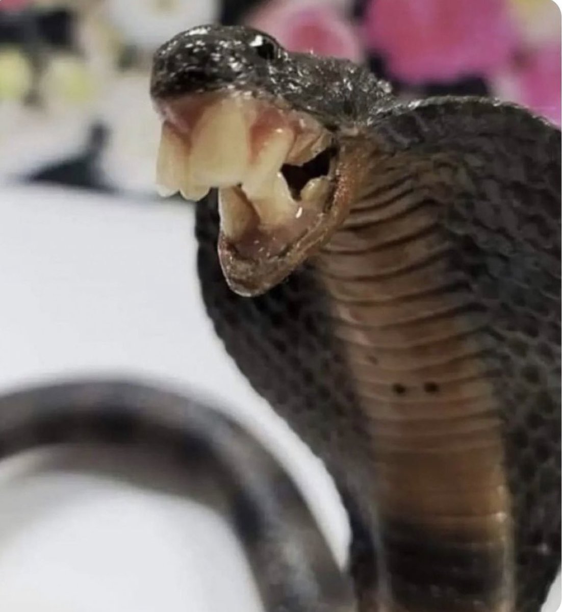 txiokatu's tweet image. Americans:

Brits: oi imagin no’ ‘avin free healfcare