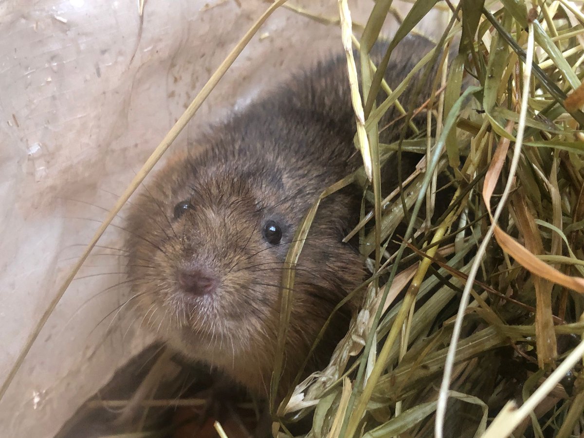 RSK Habitat Management (@rsk_habitat) on Twitter photo 2 months ago, <a href="/RSKBiocensus/">RSK Biocensus</a> translocated #watervoles into our specially created #habitat in #Avonmouth. We're back this week to plant reeds so there's plenty to eat & places to hide. Exciting to see new burrows appearing! ๐น๐ก
๐ธis the site 9 months ago. What a transformation! 2 months ago, <a href="/RSKBiocensus/">RSK Biocensus</a> translocated #watervoles into our specially created #habitat in #Avonmouth. We're back this week to plant reeds so there's plenty to eat & places to hide. Exciting to see new burrows appearing! ๐น๐ก
๐ธis the site 9 months ago. What a transformation!