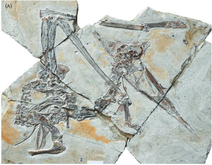 FossilBonanza's tweet photo. A relatively new specimen of the tapejarid Sinopterus from the Jehol Biota in China
#Paleontology
https://t.co/dE47MGYxD3 https://t.co/ygGTUsmocY