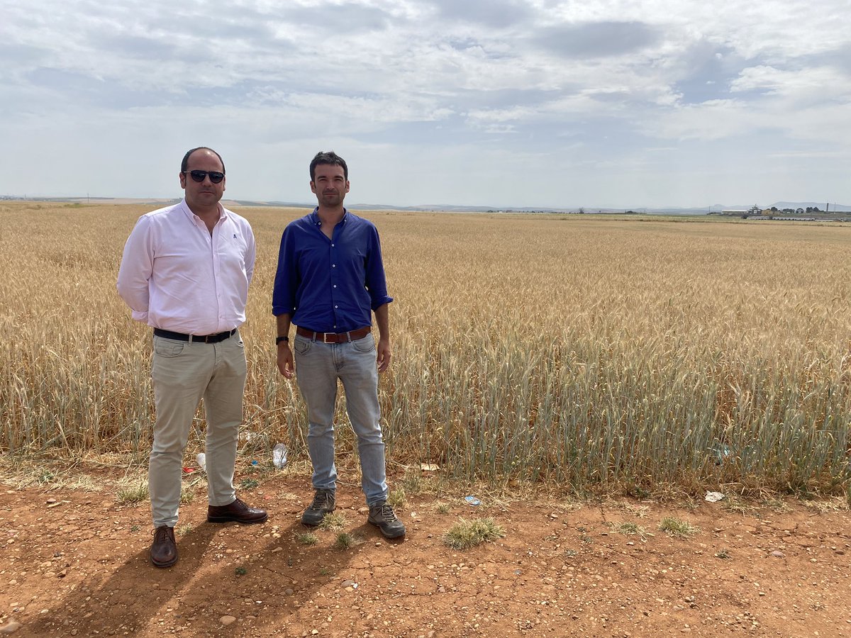 En estos años de sequía y altas temperaturas la cebada puede ser una buena alternativa. Hoy ha visitado nuestros ensayos en <a href="/CoesagroEcija/">Coesagro</a> el mejorador <a href="/Miguel_ICARDA/">Miguel Sanchez-Garcia</a>
