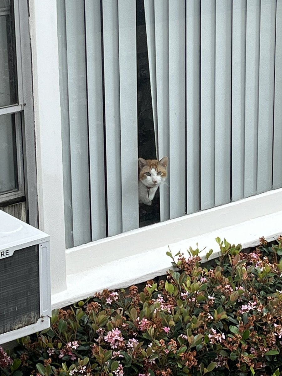 Rob_StThomas's tweet photo. Meow https://t.co/0mIDjfsbM5