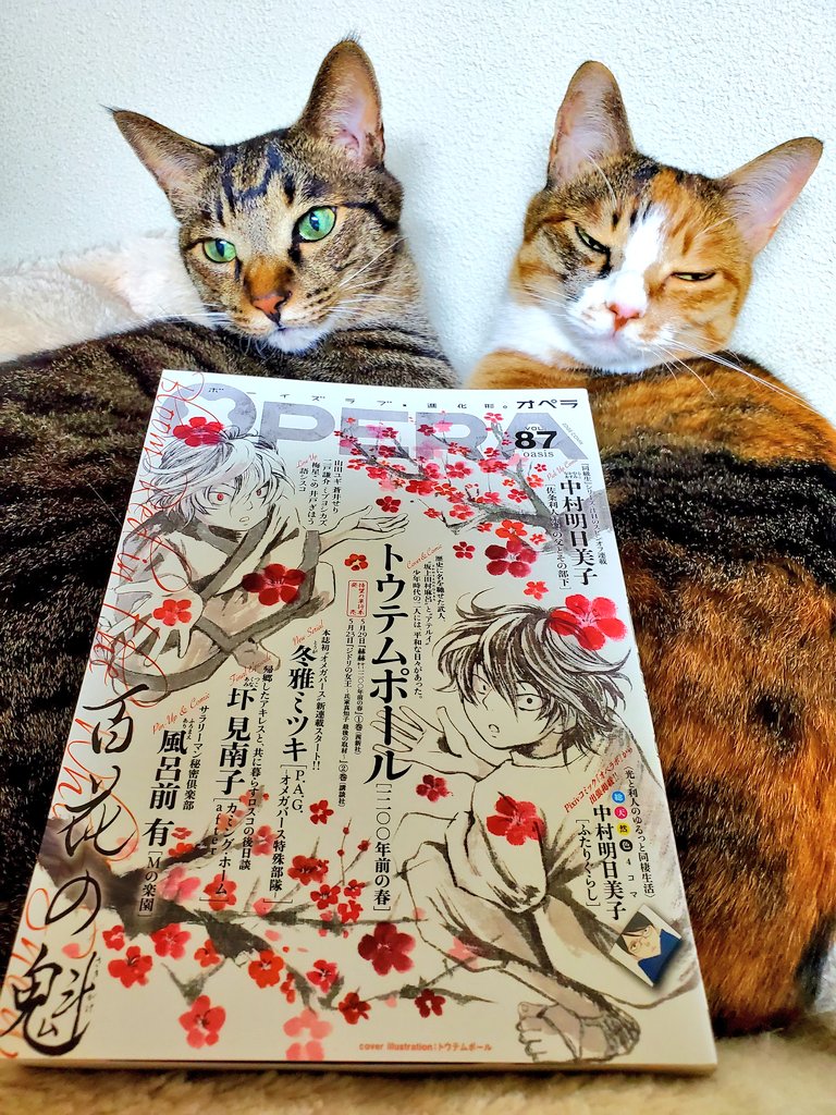 4/28発売のOPERA vol.87に猫エッセイ「麦と米～2匹の猫と暮らす日々」掲載されています。麦大暴れの回です。元気!勇気!!ムギ!!!よろしくお願いいたします🐱🐱