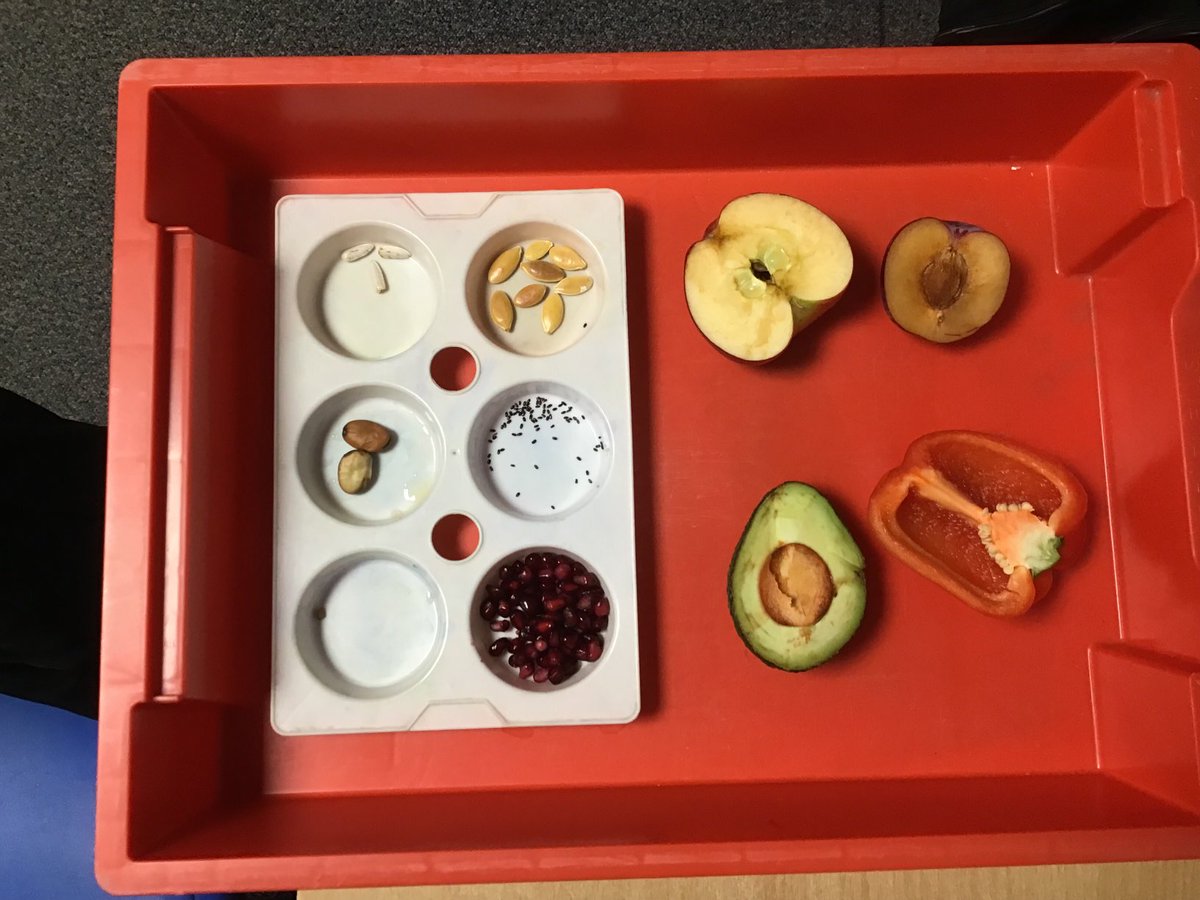 BGS_LowerSch's tweet photo. Year 2 enjoyed looking at different seeds and guessing what plants they grow into #BGS_Science https://t.co/rnBLMisePy
