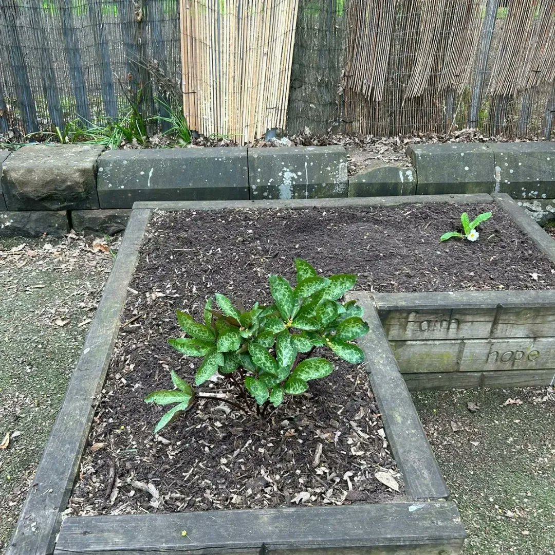 witton_walkce's tweet image. A very big thank you to one of our parents and @EvergreenChesh for tidying up our Reflection Garden and planting the shrubs and plants left to us from the Secret Gardener. It looks beautiful.