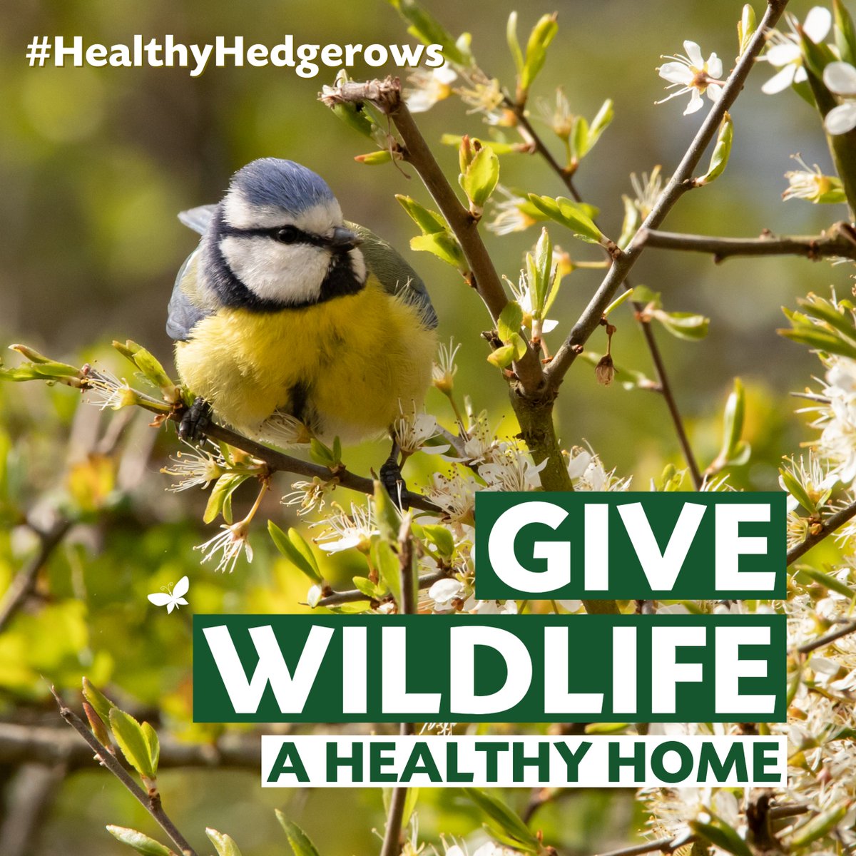 Hedgerows are a feature that are often only noticed when they are missing. The interconnectivity they create for wildlife is enormous, linking our fragmented landscape with safe passageways for everything from hazel dormice to non-woody flowering plants. <a href="/TheTreeCouncil/">The Tree Council</a>