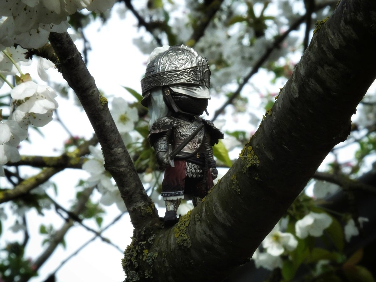 YharnamHuntr's tweet photo. Pro travel tip: visit Miquella's Haligtree in spring!! Cherry blossoms, a soothing atmosphere and kind locals...

#EldenRing #Figuartsmini https://t.co/V0OmzbBB0V