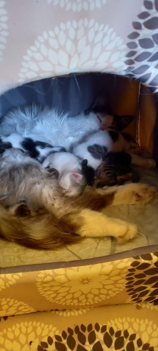 Questi splendidi mici hanno trovato una mamma gatta BALIA amorevole e stanno crescendo in bellezza. Tra poco occorre trovar loro brave famiglie adottanti!