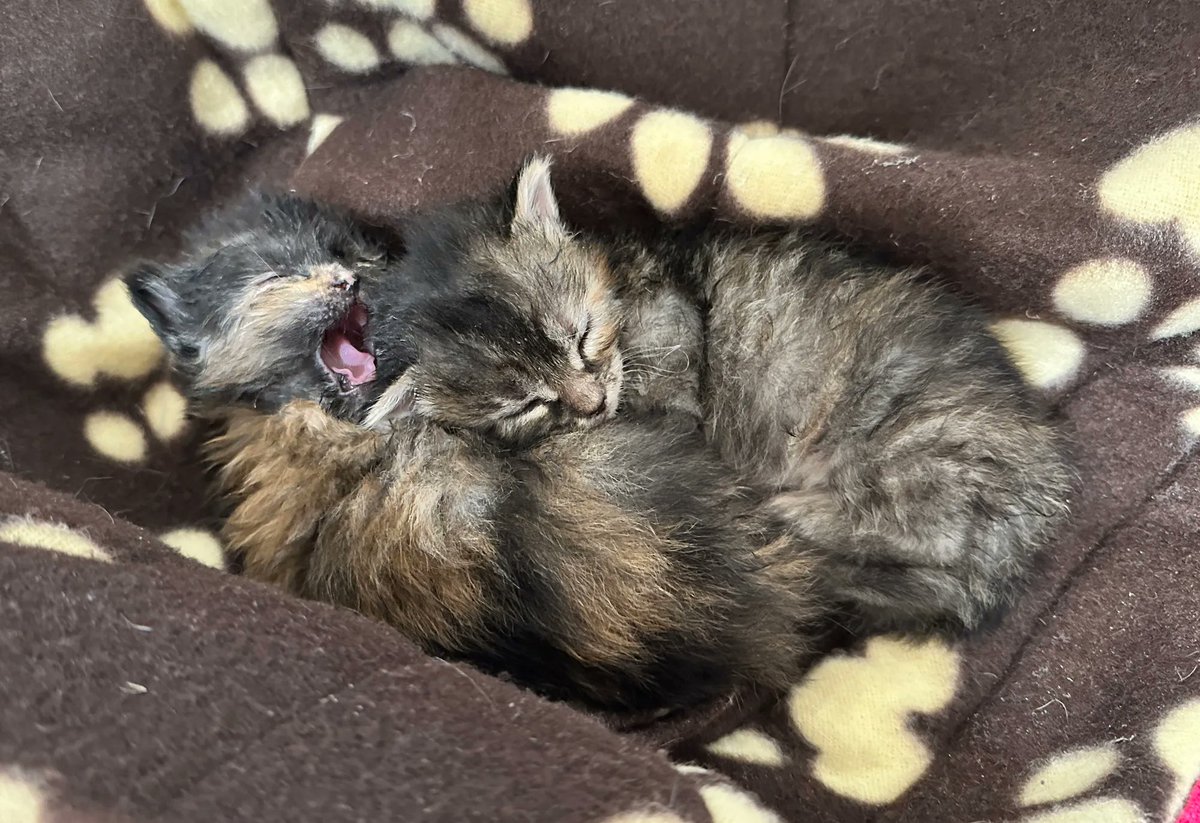 damientgerard's tweet photo. Good morning! I caught a yawn and a snuggle from the sisters. Sleepy girls. #twittens #twitterkittens #kittens https://t.co/btneUgUosb