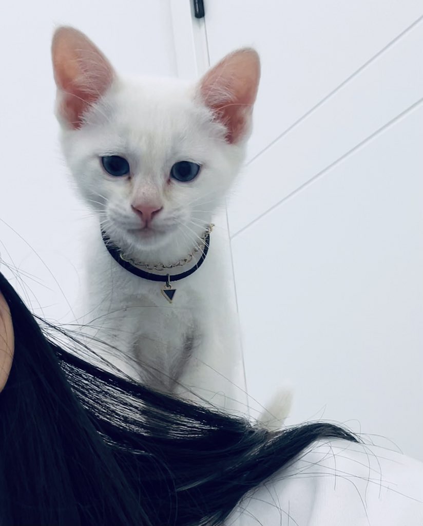 jiuwuhou1's tweet photo. 我的新猫咪 https://t.co/0wvhXgLjOY