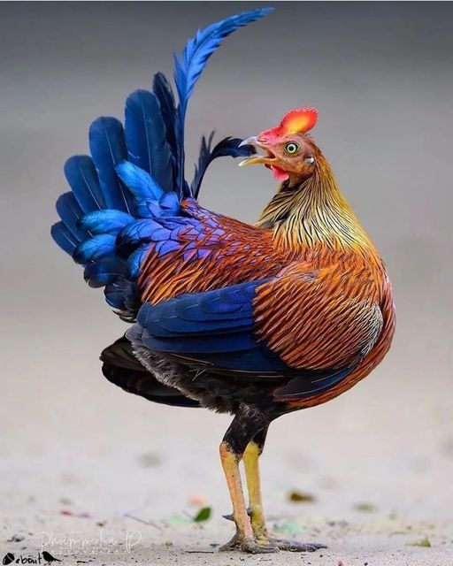 Sri Lankan Junglefowl💙💛💜🐓