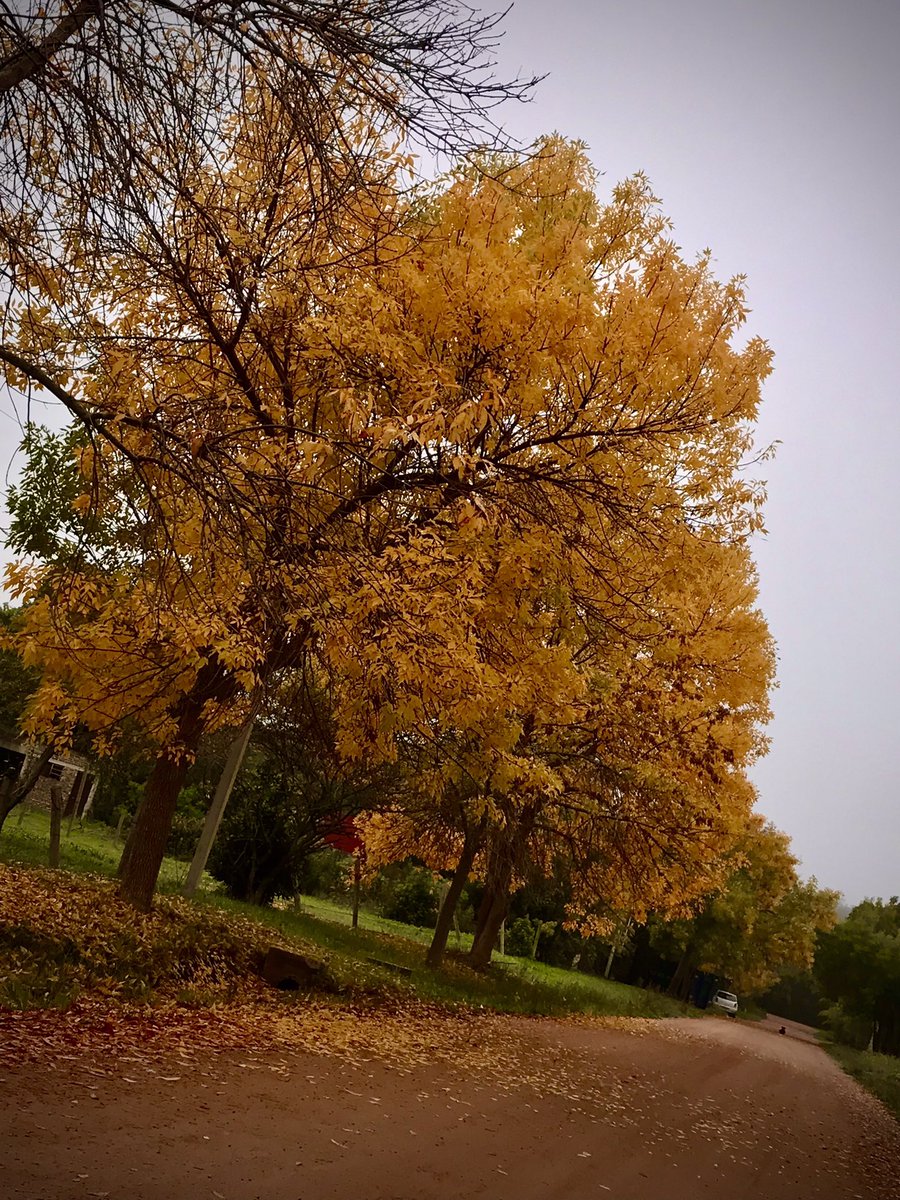 Los Colores del Otoño 🍁 
No les gusta este época del año?