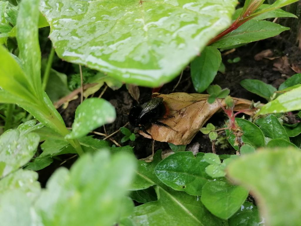 Dr Szu S Wong tweet media