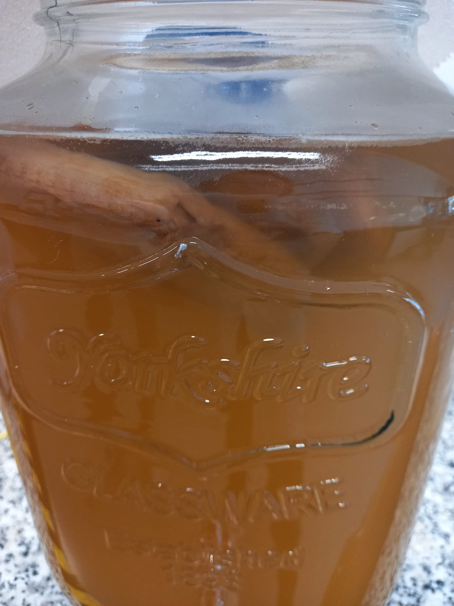 GoodFoodTheory's tweet photo. Nuestro SCOBY  parece estar desarrollándose bien, y estamos aclimatando la espirulina para escalarla hasta su biorreactor definitivo. El alumnado controla diariamente pH, temperatura, ºBrix, turbidez, etc, para supervisar el proceso y hacer las correcciones necesarias. https://t.co/GXYW3QAQEo