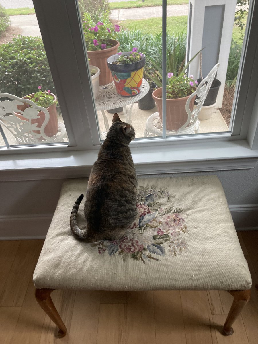 Good day everyone! Lily’s tunneling, & Whitney is keeping watch for birdies! 😽🙀🐈😸😻 #CatsOnTwitter #thursdaymood @TheHardyBoyCats @SkittlesFriends @GeneralCattis @DailyDex @SummerBreezeUS @owenclark3 @birgitlissowsky @buddy_gizmo @HazelandRemy @PickleAndNancy @CatladyLovinFL