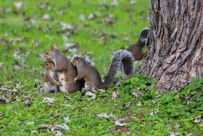 NCWildlife tweet picture