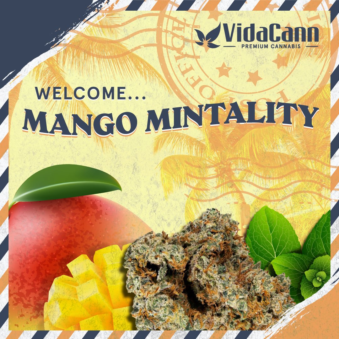 planet13florida's tweet photo. 🥭Fruity, giddy, and loved for its uplifting effects, Mango Mintality is #NowAvailable at your local VidaCann. This Sativa bred by Purple City Genetics is popular for its showcase genetics, tropical tastes, and whimsical effects.
#NewStrainAlert #NewProductAlert https://t.co/XCtFhnoOxG