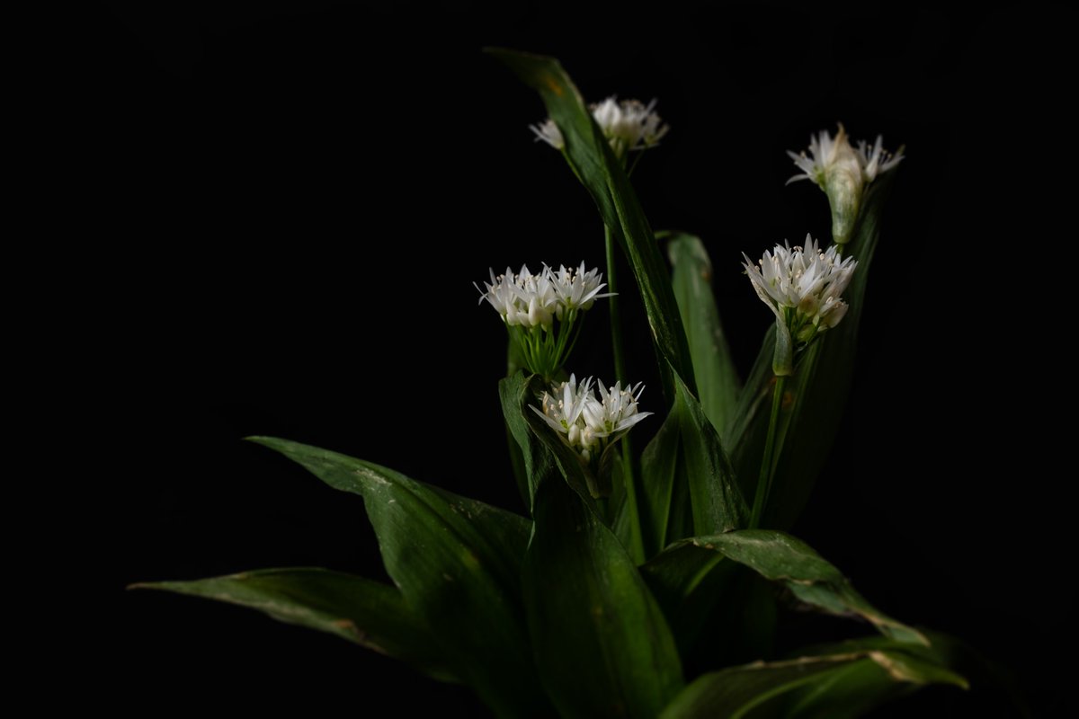 Ramsons (Allium ursinum) aka Wild Garlic.

#photography #stilllife #artistsontwitter  #crossstreetarts #botany #spring #fujix100t