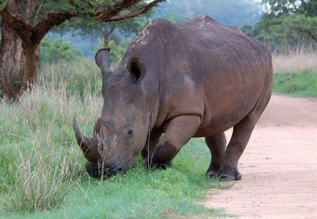 MstSafaris's tweet photo. https://t.co/ekWKlr2JFw