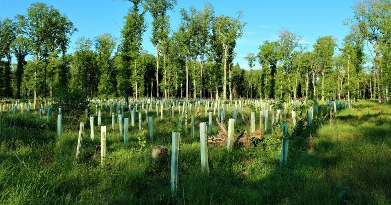 FondsForestLim's tweet photo. 🌳🌲Poursuivre et amplifier le mouvement🌲🌳

A l’aube de ses 6 ans, le @FondsForestLim poursuit et amplifie son action en se dotant de moyens pour atteindre des objectifs de financement, en se structurant et en développant des outils de communication.
👉https://t.co/OTkYDzkpMY https://t.co/4CfLGnDWX5