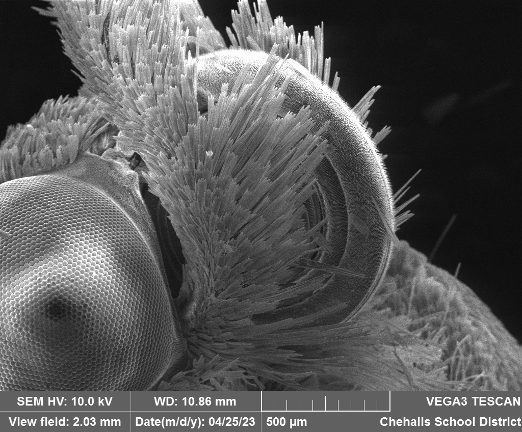 wfw_sem's tweet photo. Abigail Freeman - Moth Mouth
#bugweek https://t.co/ecuMMVcWUW