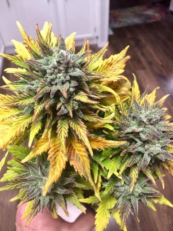 Bud Box puff tweet media