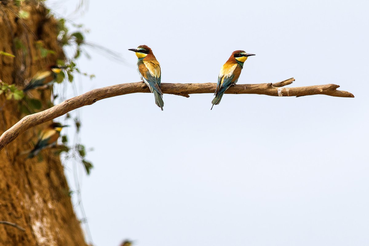 Arıkuşu / Merops apiaster / European Bee-eater

#birds 
#birdphotography 
#birdwatching 
#hangitür 
#KuşGözlem
#ArıKuşu
#MeropsApiaster
#EuropeanBeeEater
#BeeEater
