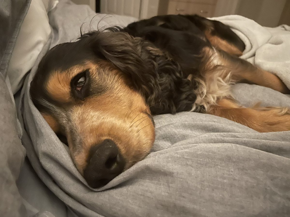 Reggie the Cocker 🐶 🐾👹 tweet media