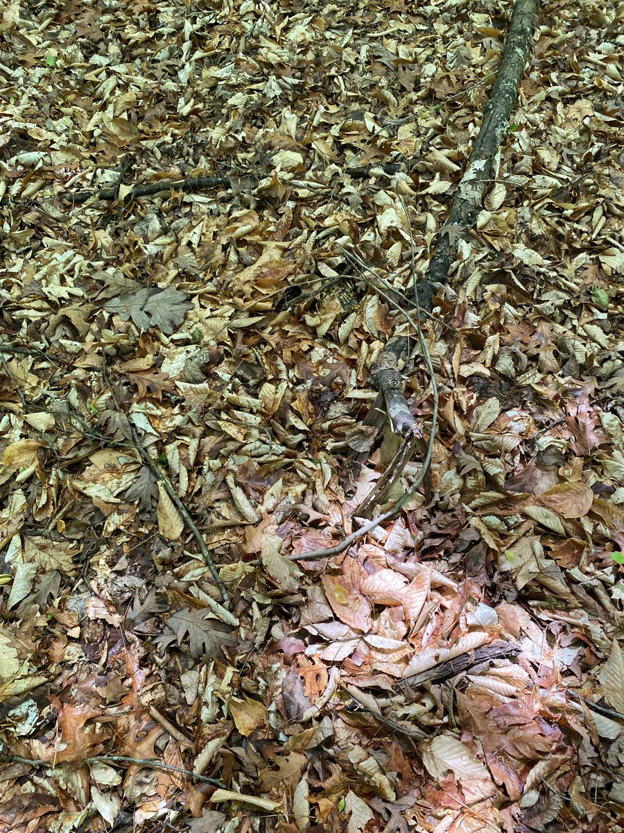 andy royle tweet media