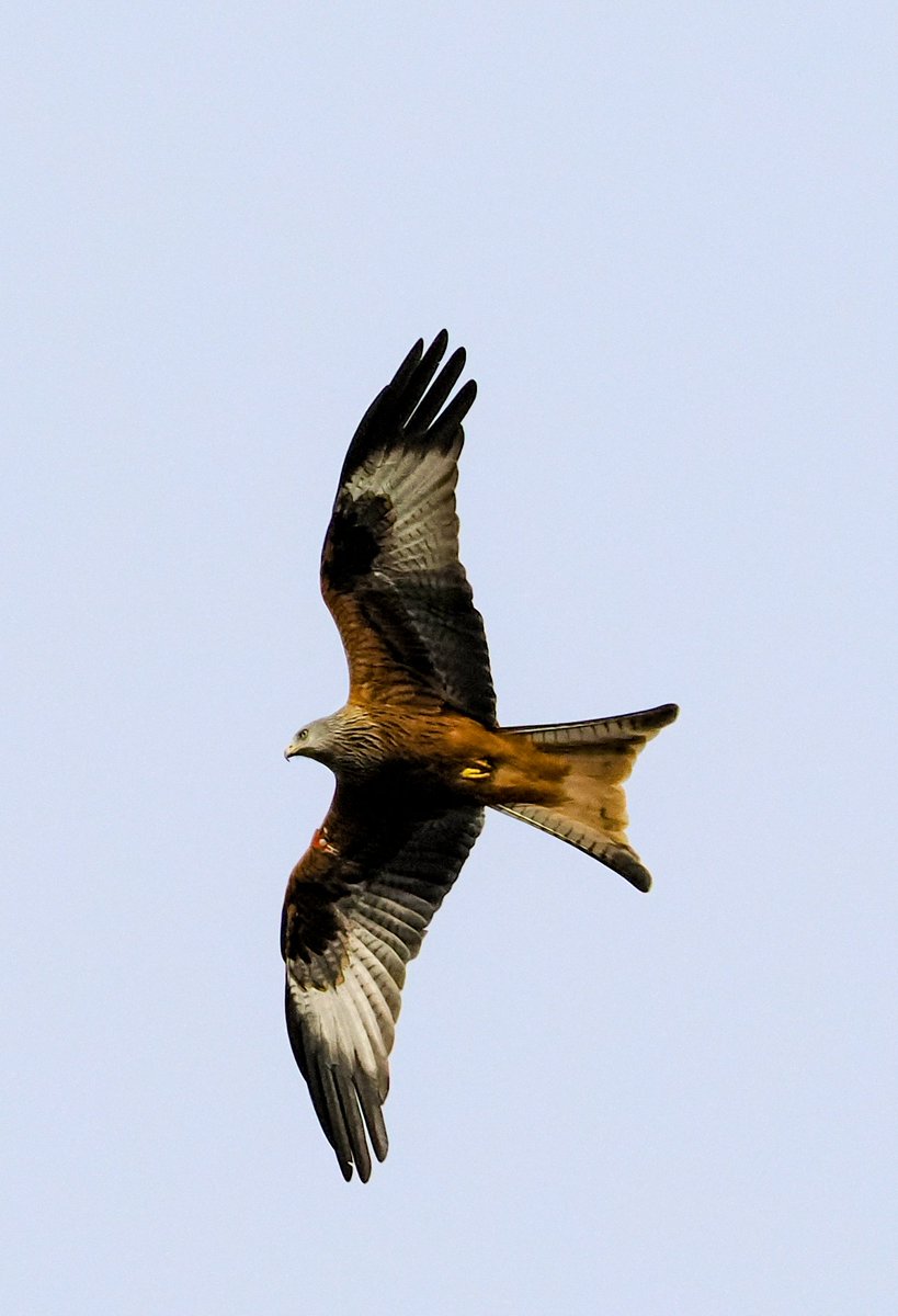 ITKA It's that #RedKite again @LandofOakIron #DerwentValleyCountryPark #birdphotography @Natures_Voice @RSPBEngland @Gateshead #TwitterNatureCommunity @AnjaBotswana @Aintright_bl9 @BirdsByStiofan @beakandlens @LouiseMesma
@davidsharpe007 @GeoffMount @ghholt @sjgiardini @mickter1