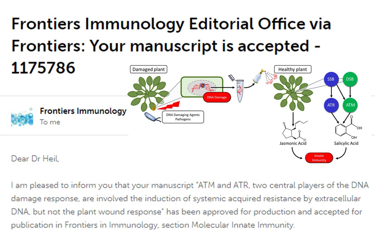 Paper by Isaac Vega-Muñoz, Alfredo Herrera-Estrella, Octavio Martínez-de la Vega &amp; myself connecting the immune response to #eDNA to the DNA Damage Response accepted in
<a href="/FrontImmunol/">Frontiers - Immunology</a> work donde at 
<a href="/CinvestavIra/">Cinvestav Irapuato</a>
<a href="/uga_langebio/">Unidad de Genómica Avanzada del Cinvestav</a>
<a href="/biotec_plantas/">Biotecnología de Plantas CINVESTAV</a>