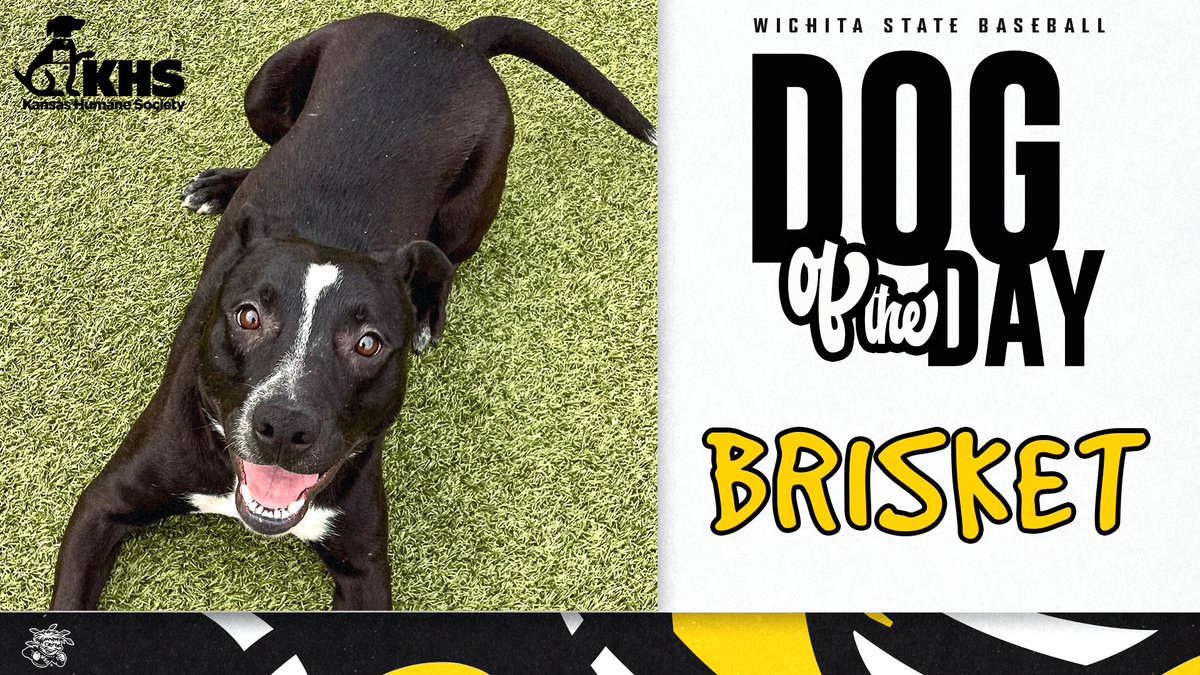 You better tell Brisket that he's a good boy right this instant.

Bring your pup and say hello at Bark in the Park this Saturday!

🐕 bit.ly/3LdEZyy <a href="/kshumanesociety/">Kansas Humane Society</a>