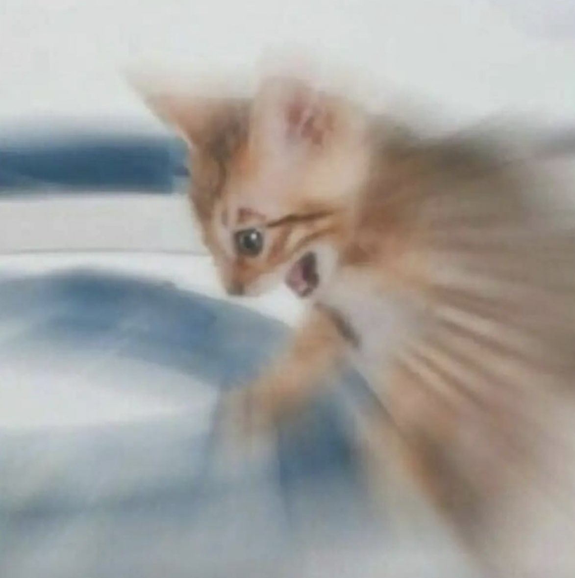 PostsOfCats's tweet photo. when you’re chasing the red dot and it randomly disappears https://t.co/cTFYOOKoXZ