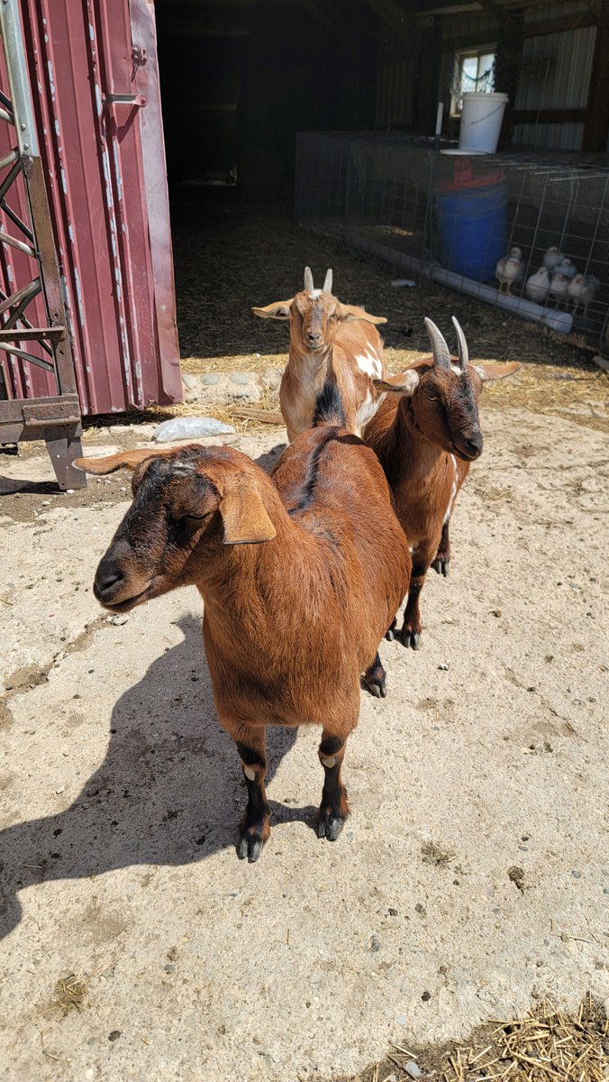 PrattFamilyHome's tweet photo. Vega and her girls enjoying some sun. Cocoa and Sugar Cookie still stick close to their momma. They're the sweetest!
#homestead #michigan #michiganhomestead #goats #kindergoats #farmanimals https://t.co/zpSqb0NuvA