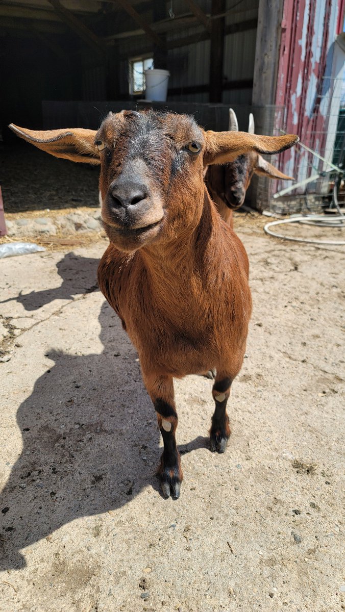 PrattFamilyHome's tweet photo. Vega and her girls enjoying some sun. Cocoa and Sugar Cookie still stick close to their momma. They're the sweetest!
#homestead #michigan #michiganhomestead #goats #kindergoats #farmanimals https://t.co/zpSqb0NuvA