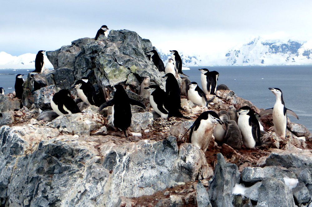 RldUp's tweet image. Penguin Watch &amp;amp; You riledupjournal.com/penguin-watch-…