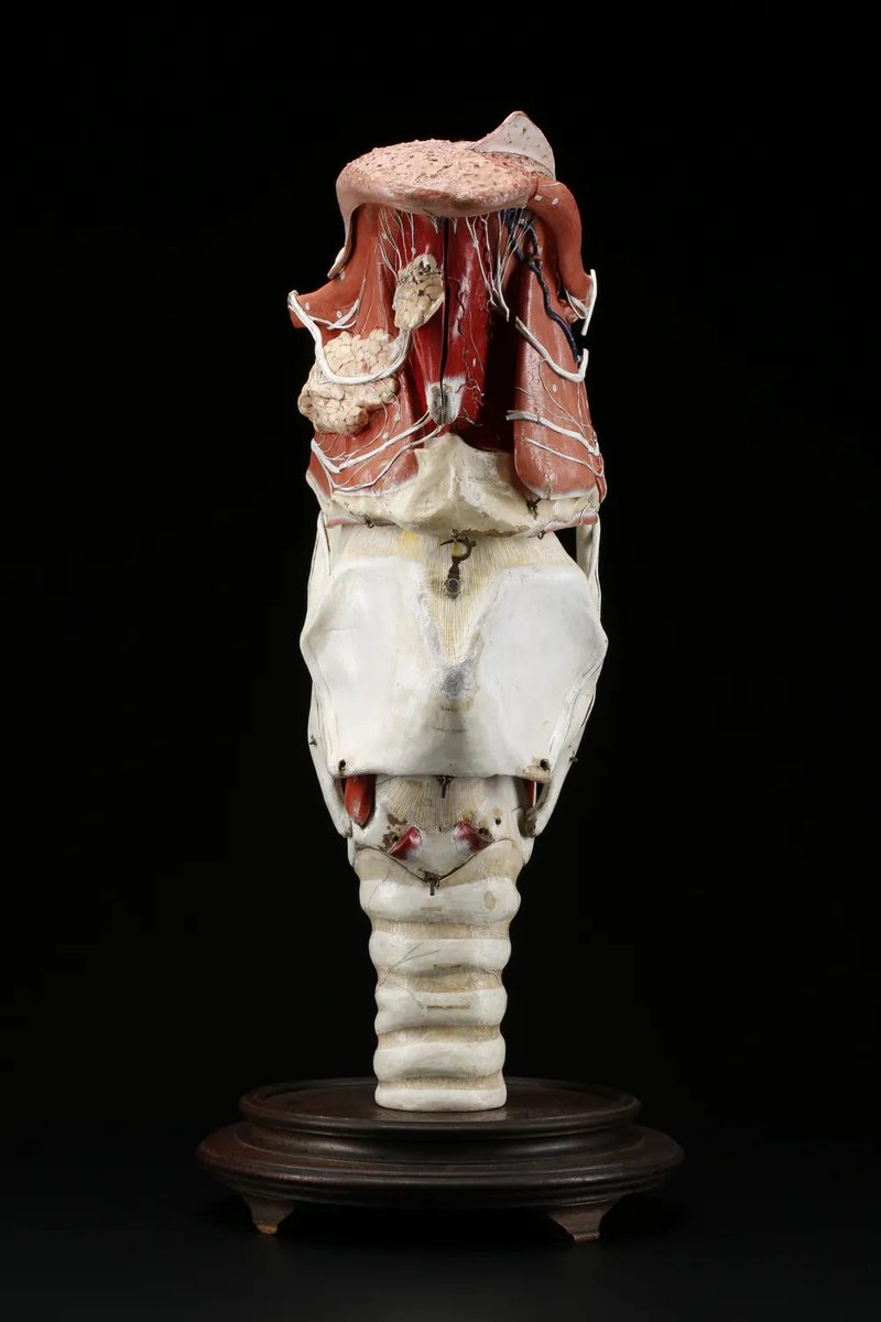 No, YOU'RE obsessed with this 360° spin of a C19th papier-mâché larynx putting itself back together

nms360.sirv.com/Spins/T.2015.1…

Images: Amy Campbell <a href="/NtlMuseumsScot/">National Museums Scotland</a>