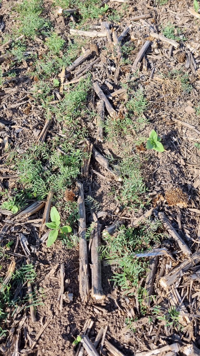 Horacio I. tweet media