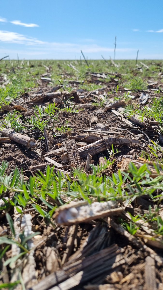 Horacio I. tweet media